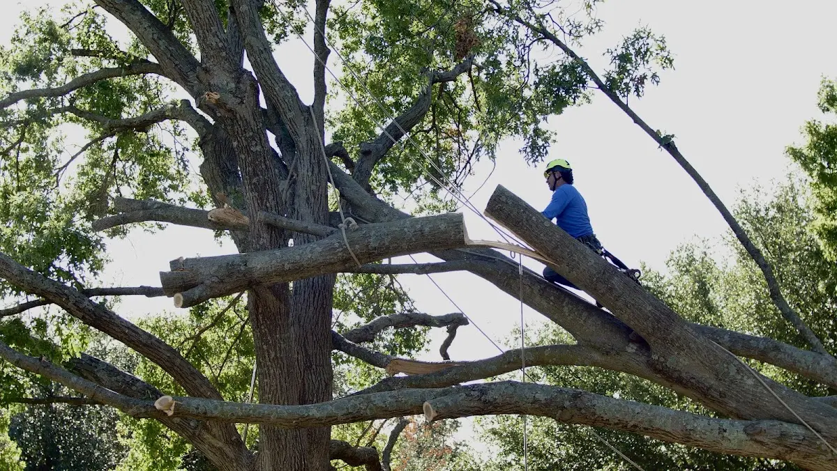 Professional Crown Thinning performed by certified arborists in Houlka