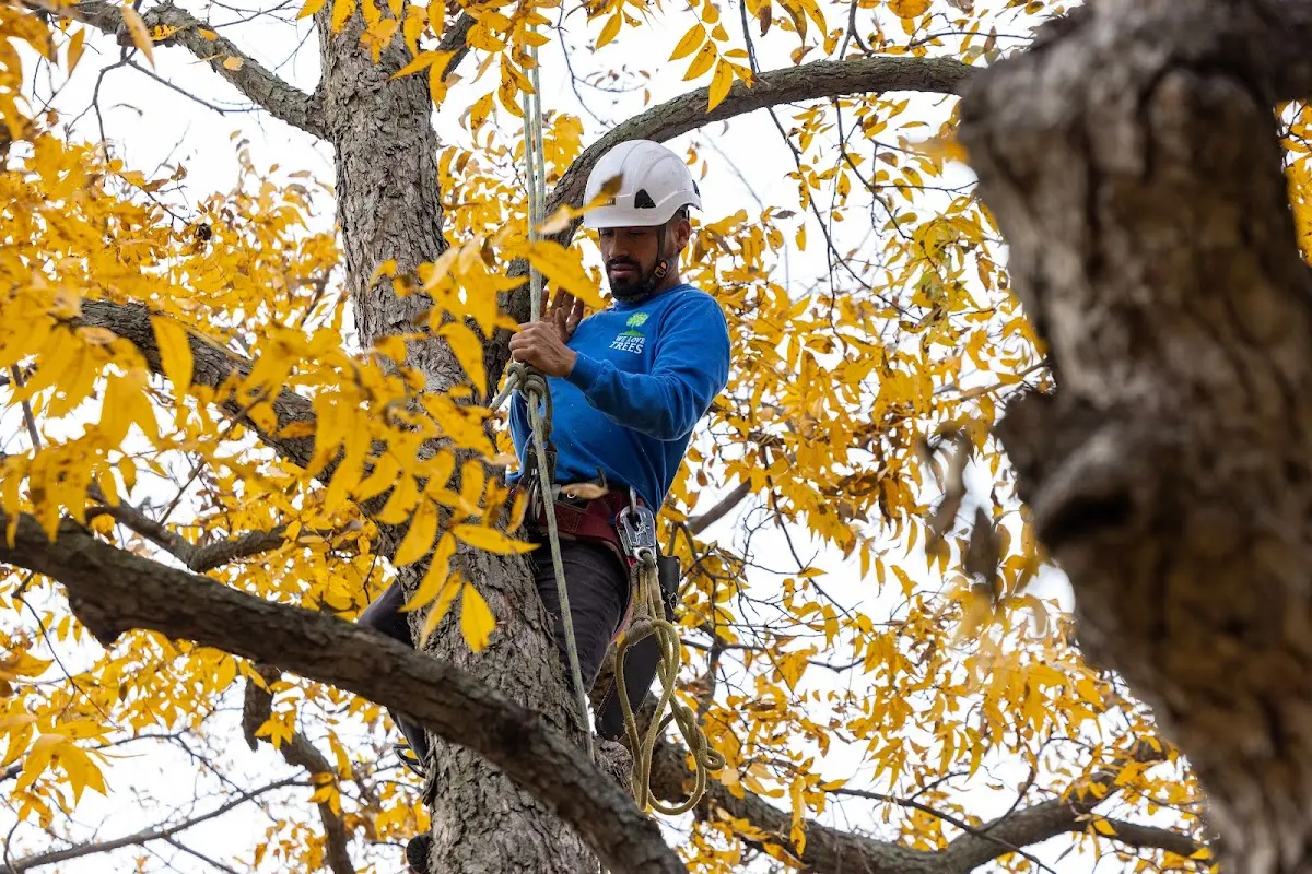 Skilled Tree Transplanting crew working in Houlka