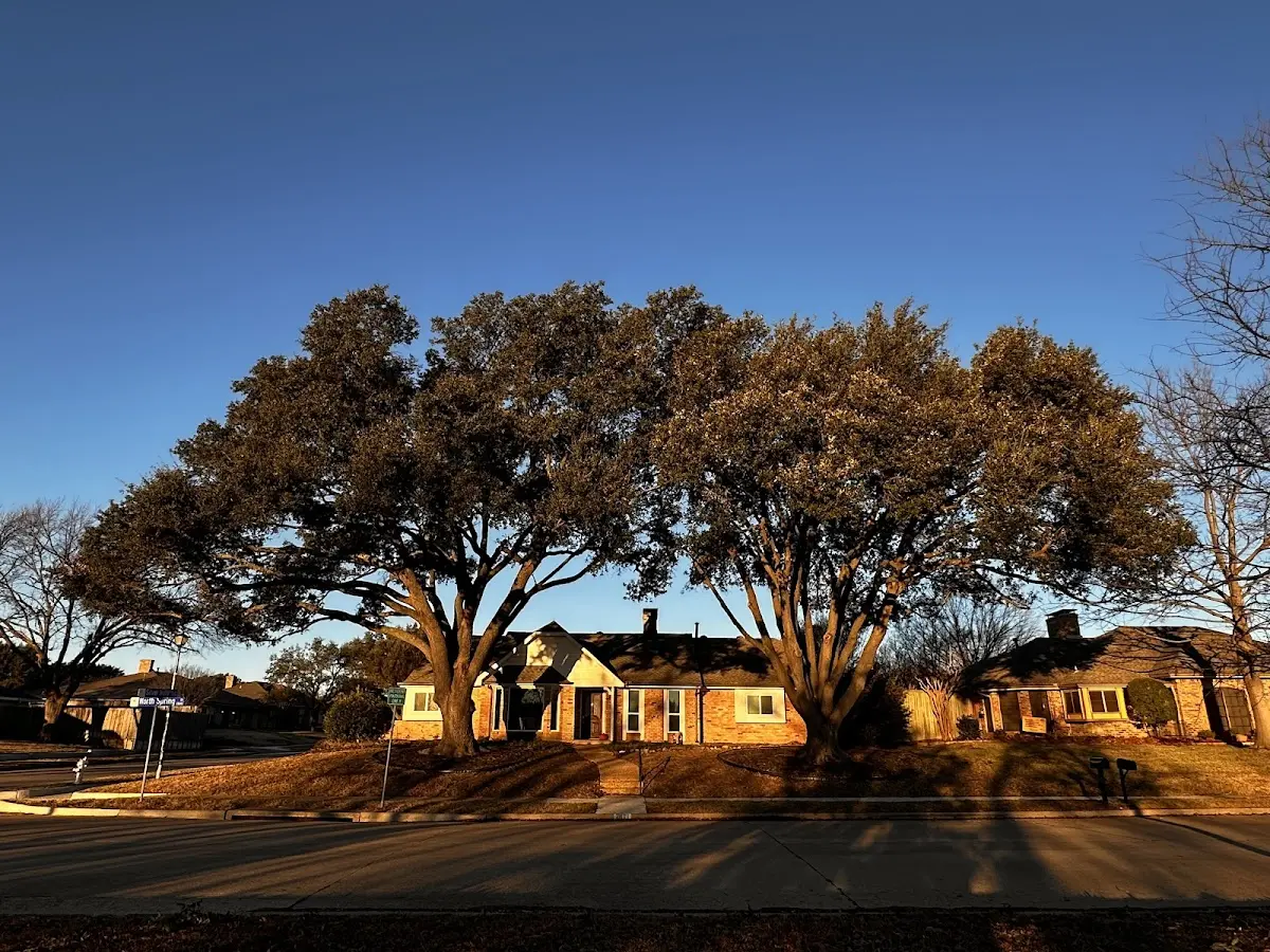 Established residential canopy tree shading a home in Houlka